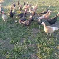 بوقلمون|حیوانات مزرعه|کرمانشاه, |دیوار