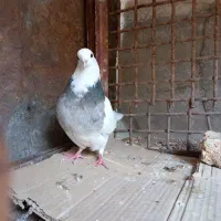 طوقی ۷ رنگ|پرنده|شهرکرد, |دیوار