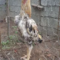 تخم لاری درجه یک موجوده