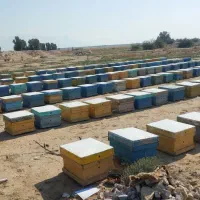 فروش کندوی زنبور عسل