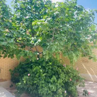 فروش خانه ویلایی ۵۰ متری ۲ خوابه در گلکوب|فروش خانه و ویلا|شیراز, گلکوب|دیوار
