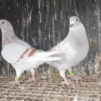 مسافتی شیستر|پرنده|شیراز, اکبر آباد|دیوار