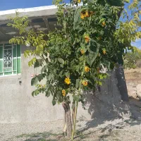 خانه باغ در سردسیر|فروش خانه و ویلا|سرفاریاب, |دیوار