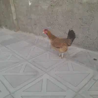 مرغ سالم وسرحال|حیوانات مزرعه|جیرفت, |دیوار