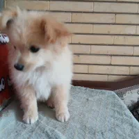 توله پاپی خانگی|سگ|حبیب آباد, |دیوار