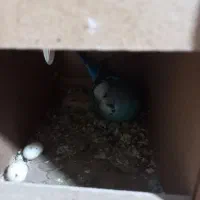 مرغ عشق ماده انگلیسی گریدa