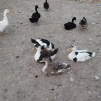 اردک محلی و مرغ خروس