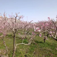 هرس درخت میوه|خدمات باغبانی و درختکاری|قره چای, |دیوار