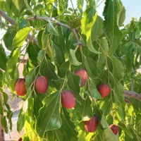 باغ میوه (سیب، آلو، گردو و) سرمایه گذاری مطمئن