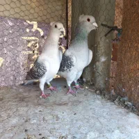 ۴ جفت سبز کاکلی. آلمانی. پشت سبز