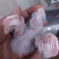 جوجه عروس هلندی دوکت و ابلغ آلبینو|پرنده|کرج, شهرک بنفشه|دیوار