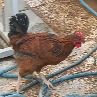 دو خروس|حیوانات مزرعه|قم, قلعه عموحسین|دیوار