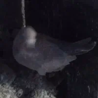 ۲۲ عدد کبوتر پرشی|پرنده|بشاریات, |دیوار