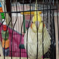 عروس هلندی لوتینو|پرنده|رشت, آزادگان|دیوار