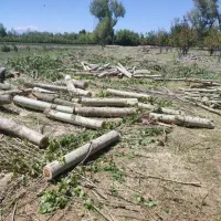 خریدار انواع چوب درخت