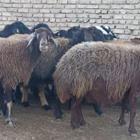 ۱۵راس میش و شیشک آبستن سنگین