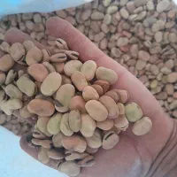 باقله|خوردنی و آشامیدنی|نوبندگان, |دیوار