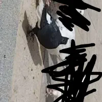 کفتر زاغ دم سفید|پرنده|سیرجان, |دیوار