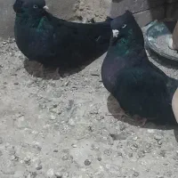 جفت سیاه قطعع بزرگ