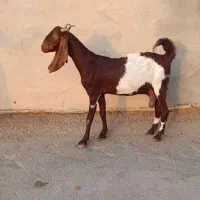 بز ابستن