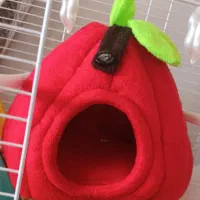 لانه و مخفی گاه پرنده