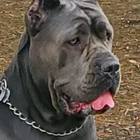 ژرمن دوبرمن روت قفقازی داگو کن کورسو ماستیف