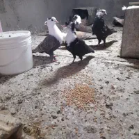 سرسفید .کربلایی سر مخملی