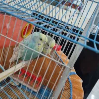 مرغ عشق انگلیسی|پرنده|خمینی‌شهر, |دیوار