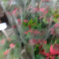 انواع گیاهان گل دار فصلی و چهارفصل|گل و گیاه طبیعی|رشت, حمیدیان|دیوار