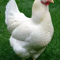 افزودنی معدنی مرغ تخم گذار