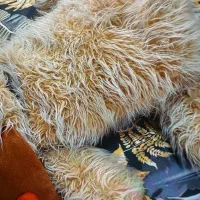 سگ بزرگ|اسباب‌‌بازی|بابل, |دیوار