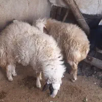 دو عدد بره قوچ