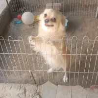 برای جفت|سگ|رباط‌کریم, رباط‌کریم|دیوار