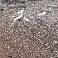 ۶عدد طوقی نر ماده