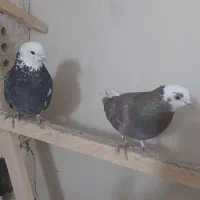 کبوتر|پرنده|مرند, |دیوار