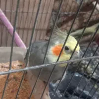 عروس هلندی آهویی|پرنده|آبادان, |دیوار