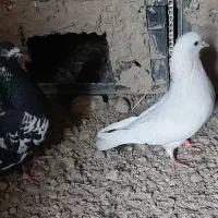 کبوتر|پرنده|زابل, |دیوار