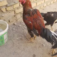 خروس لاری بدن دار|حیوانات مزرعه|مشهد, چهاربرج|دیوار
