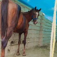 مادیون عرب 6ساله معاوضه یا چکی