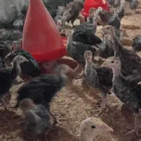 فروش‌جوجه‌بوقلمون چهل‌روزه