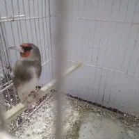سیره مست خون