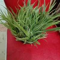 گندمی ابلق واشک تمساح|گل و گیاه طبیعی|تهران, شهرک مخابرات|دیوار