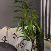 تعدادی گلدان آپارتمانی|گل و گیاه طبیعی|تهران, صادقیه|دیوار