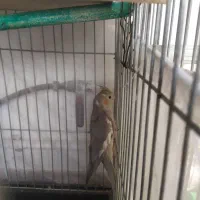 عروس هلند ماده