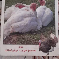 کتاب|کتاب و مجله آموزشی|مشهد, توس فردوسی|دیوار