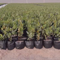 ۷۰روزنهال پست ه بابهترین قیمت