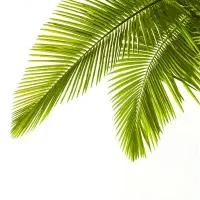 پیش نخل رایگان