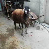 گوسفند نر تخمی|حیوانات مزرعه|قائم‌شهر, |دیوار