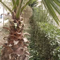 خدمات باغبانی وفضای سبز|خدمات باغبانی و درختکاری|باغستان, |دیوار