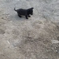 پا کوتاه|سگ|خنداب, |دیوار